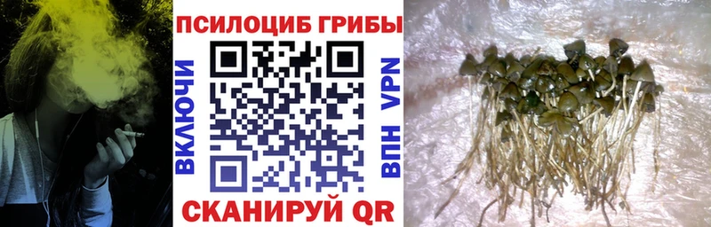 Купить где  Емва  Галлюциногенные грибы Psilocybe 